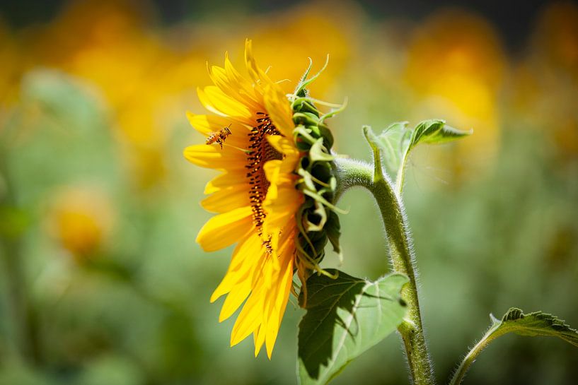 Sunflower with flying bee by Leo van Valkenburg