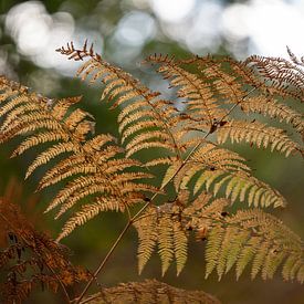 Farn, ein einzelner Zweig in Herbstfarben von Yvonne van der Meij