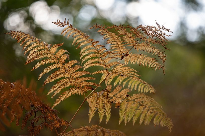 Varen, een enkele tak in herfst kleuren van Yvonne van der Meij