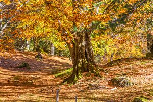 Buche