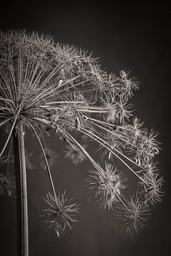 Dried hogweed in monotone hue by Humphry Jacobs