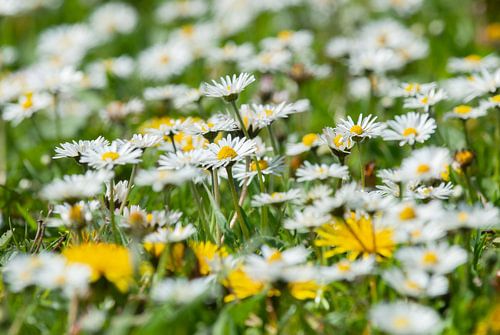 Daisies galore