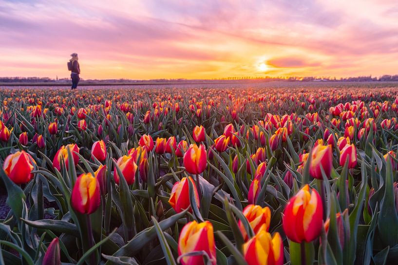 tulip field by Rene scheuneman