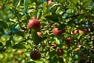 Äpfel im Baum  von Norbert Sülzner