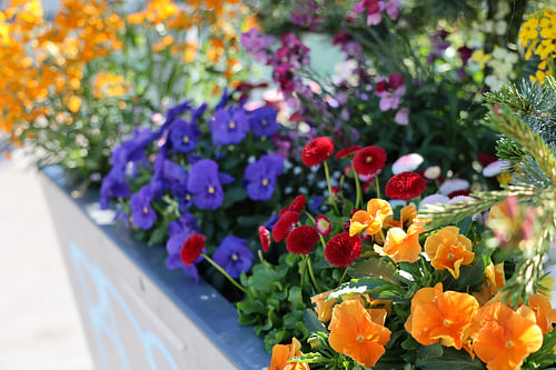 Blumen