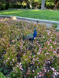 Peacock by William Masseur