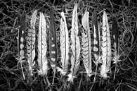 Weiche Federn mit hübschen Mustern in Schwarz und Weiß von Lisette Rijkers Miniaturansicht