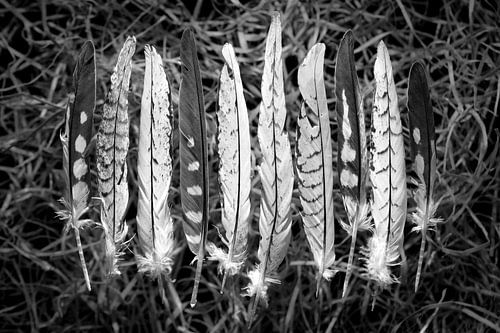 Zachte veertjes met mooie patronen in zwart wit
