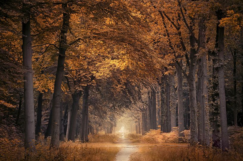 The autumn walk van Rob Visser