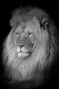 Portrait de lion en noir et blanc par Marjolein van Middelkoop Aperçu