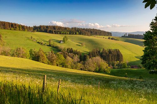 Landschap bij St.Märgen
