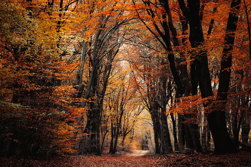 Bernsteinwald von Tvurk Photography