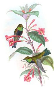 Schwarzer Hügelstar, John Gould von Hummingbirds