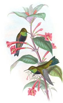 Black-breasted heuvelster, John Gould van Hummingbirds