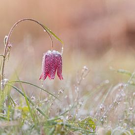 Kiebitzblume mit Raureif. von Janny Beimers
