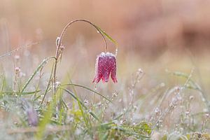 Kiebitzblume mit Raureif.