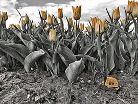 werk op het land by John Wieringa