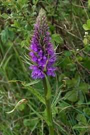 Wild orchid in Meijendel by Mirjam Welleweerd