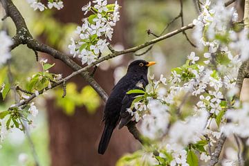 Amsel von Patrice von Collani