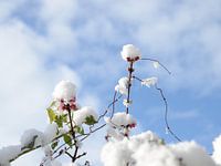 Sneeuwdans
