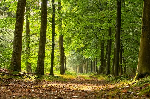 Fris groen bos na een regenbui