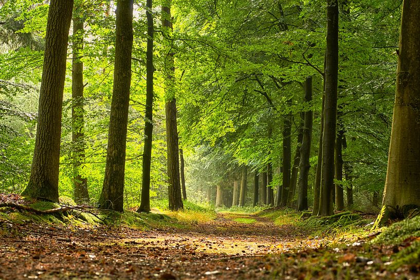Fris groen bos na een regenbui van Cor de Hamer