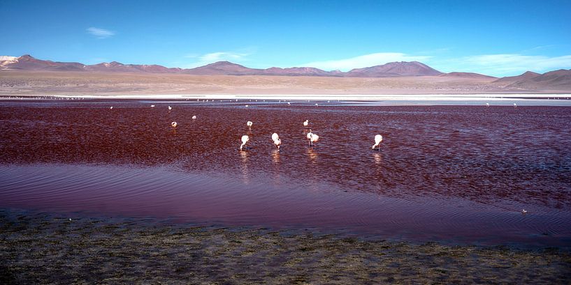 laguna colorada#1 by Stefan Havadi-Nagy