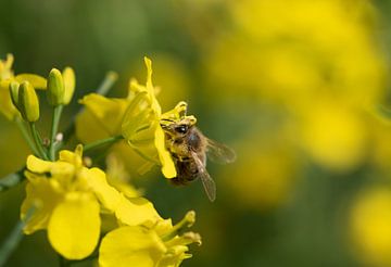 Bee on oilseed rape by Ulrike Leone