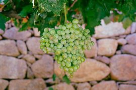 Green bunch of grapes by Erwin's Travel Photography