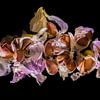 Knoflook van Lisa Antoinette Photography