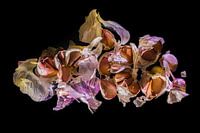 Knoflook