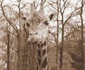 Giraffe in sepia