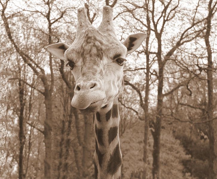 Giraffe in sepia by Jose Lok