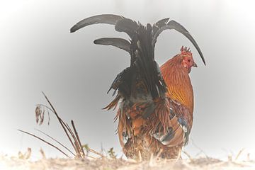 Monique Visser Rooster in the Mist sur Monique Visser