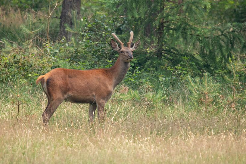 Red deer in the Veluwe by Gert Hilbink