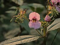 Himalayan Balsam in evening light