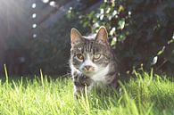 Spielerische Katze im Gras von Elisabeth Eisbach Miniaturansicht
