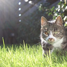 Spielerische Katze im Gras von Elisabeth Eisbach