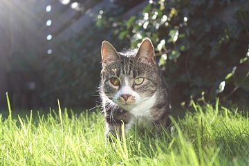 Playful Cat in the grass sur Elisabeth Eisbach