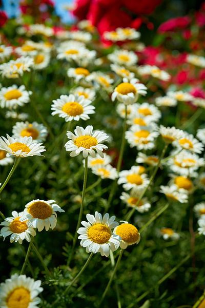 daisies in bloom on roadside by Heiko Kueverling