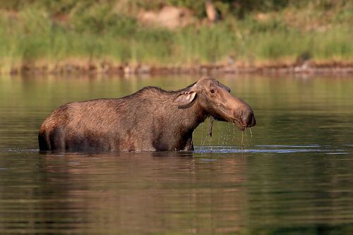 Eland voedt zich in vijver in Glacier Nationaal Park in Montana, USA