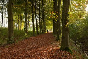 Beukenlaantje in de herfst