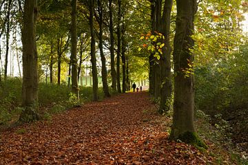 Beukenlaantje in de herfst