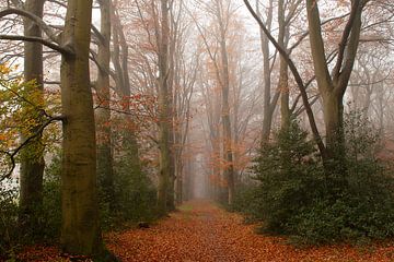 Automne dans le brouillard sur la Veluwe : belle atmosphère dans une allée d'arbres sur Esther Wagensveld