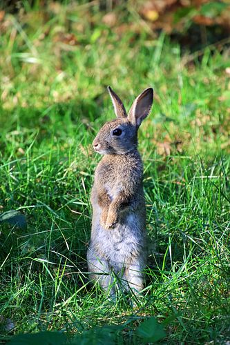 Rabbit sitting upright