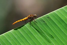 Libellule sur feuille de bananier (Indonésie) sur Maarten Heckman natuurfotografie