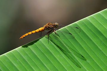 Libel op bananenblad (Indonesië) van Maarten Heckman natuurfotografie