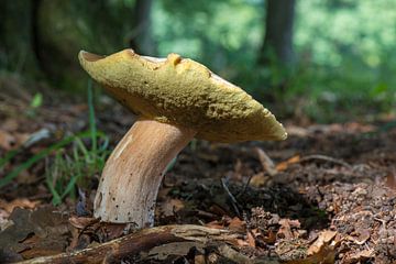 Paddestoel Eekhoorntjesbrood, Boletis Edulis van Tonko Oosterink