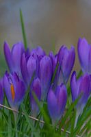 Violetter Traum