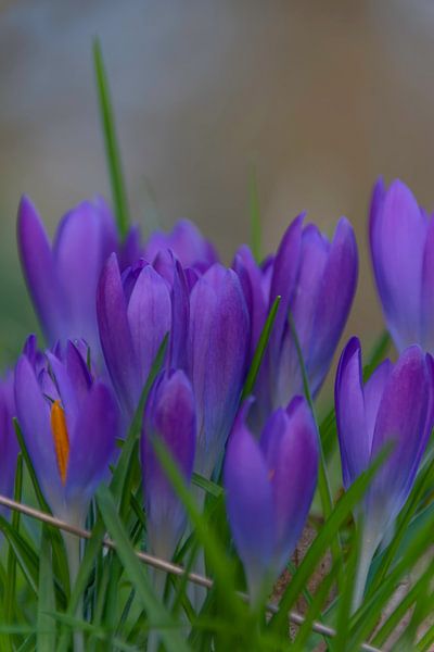 Violetter Traum von Annemarie van der Hilst